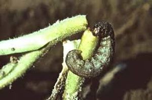 uploads/images/pest/brinjal stem borer.jpg
